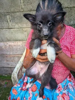 Pomeranian Puppies