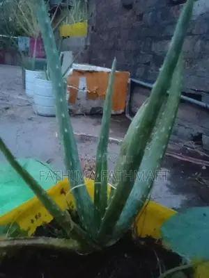 Aloe Vera Plant