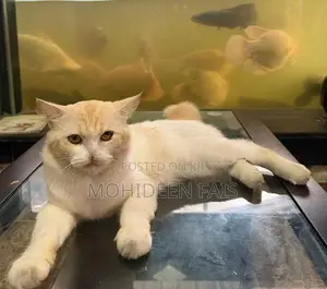 Persian Cat