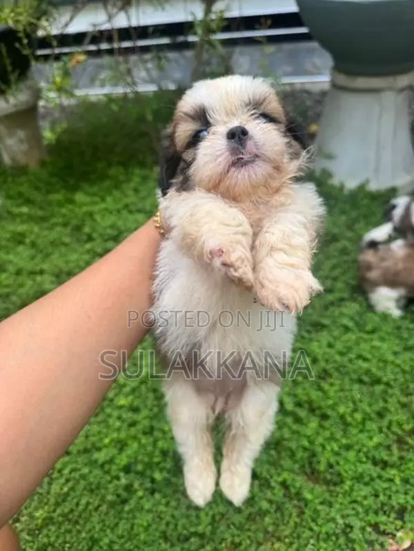 Shih Tzu Puppies