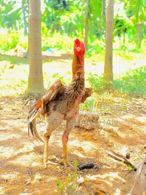 Velladiyan Rooster