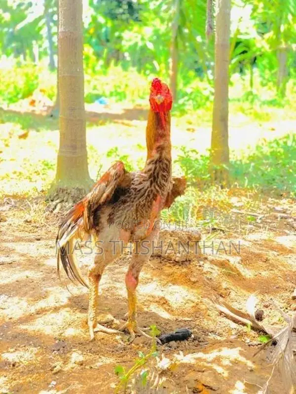 Velladiyan Rooster