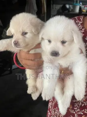 Lion Pomeranian Puppies