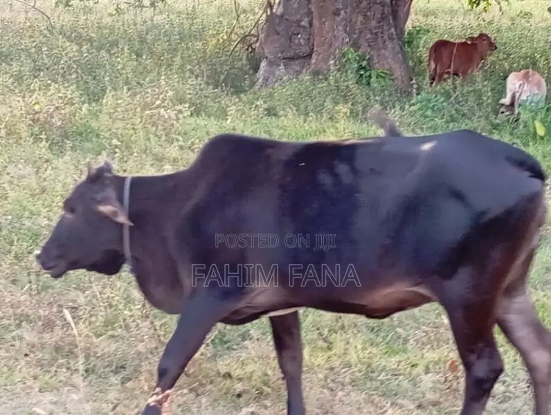 Healthy Farm Cow