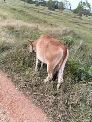Health Farm Cow
