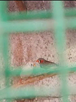 Finchers Birds