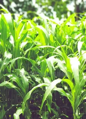 ஆடு மாடுகளுக்கான வளர்ப்புபுல் விதை