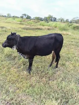 Healthy Farm Cow