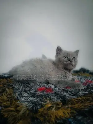 Himalayan Cat