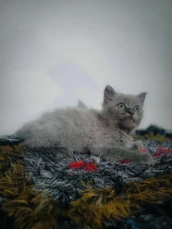 Himalayan Cat