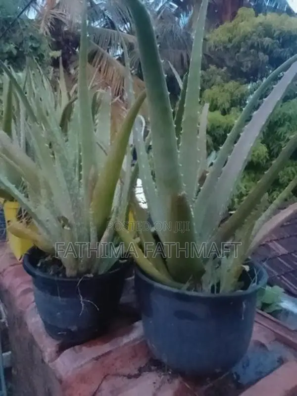 Aloe Vera Plant