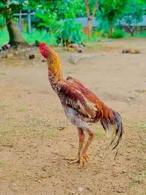 Velladiyan Rooster