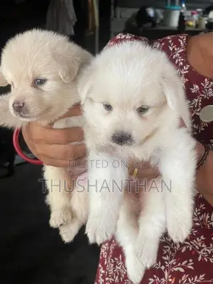 Lion Pomeranian Puppies