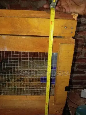 Pigeon Cage