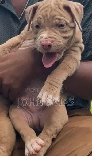 American Bully Puppies XL