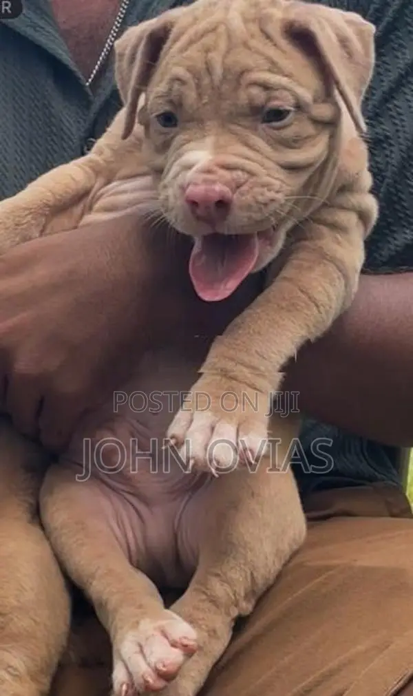 American Bully Puppies XL