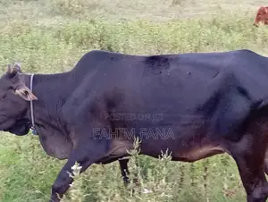 Healthy Farm Cow