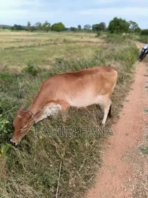 Health Farm Cow
