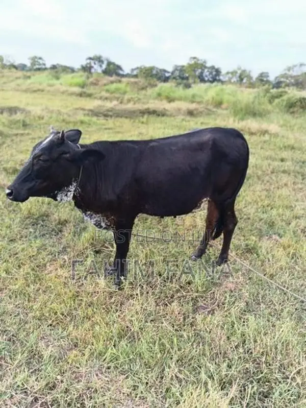 Healthy Farm Cow