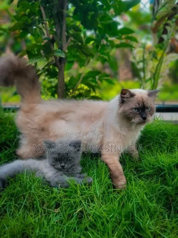 Himalayan Cat