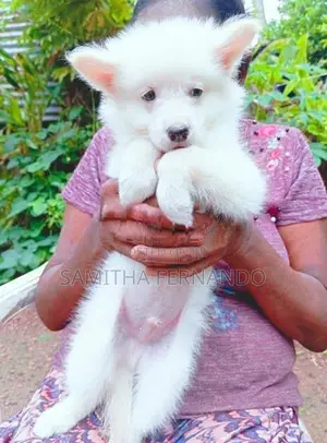 Pomeranian Puppies