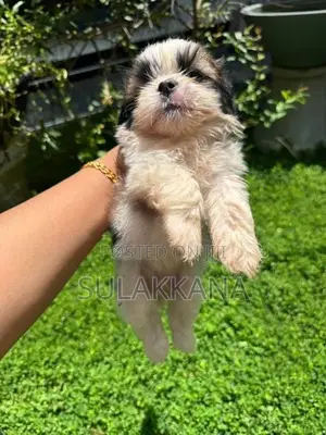 Shih Tzu Puppies