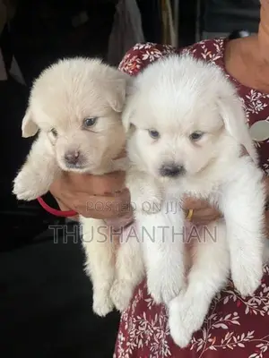 Lion Pomeranian Puppies