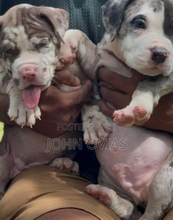 American Bully Puppies XL