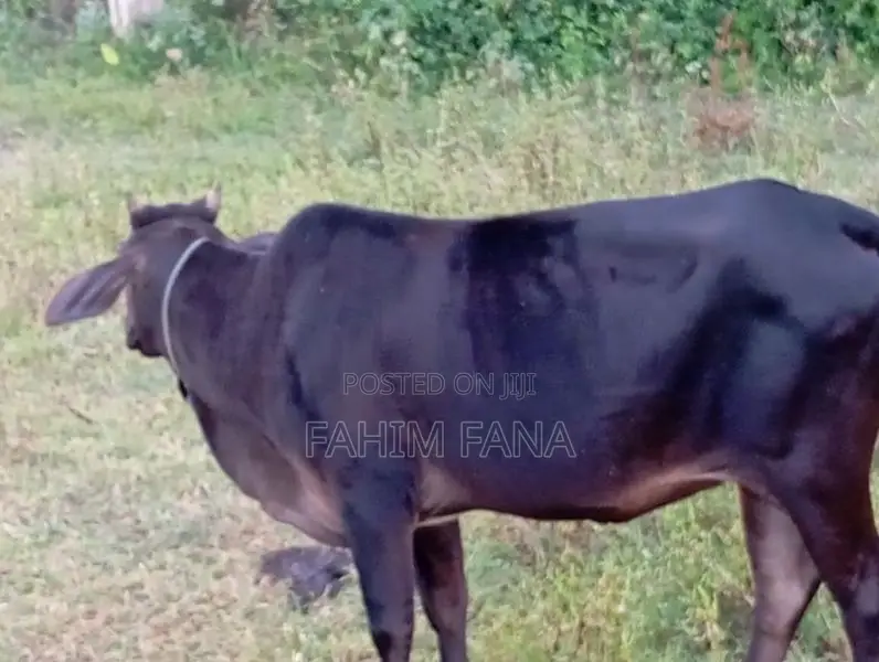 Healthy Farm Cow