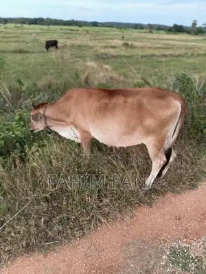 Health Farm Cow