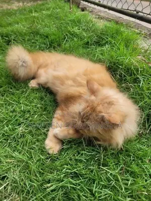 Himalayan Cat