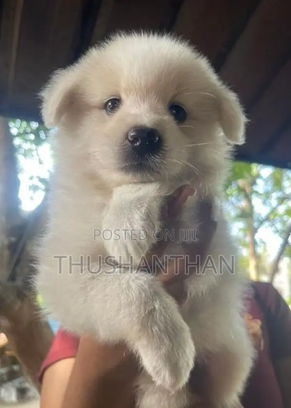 Lion Pomeranian Puppies
