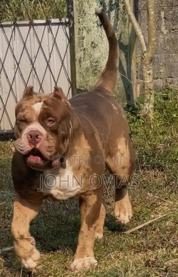American Bully Puppies XL