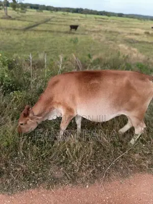 Health Farm Cow