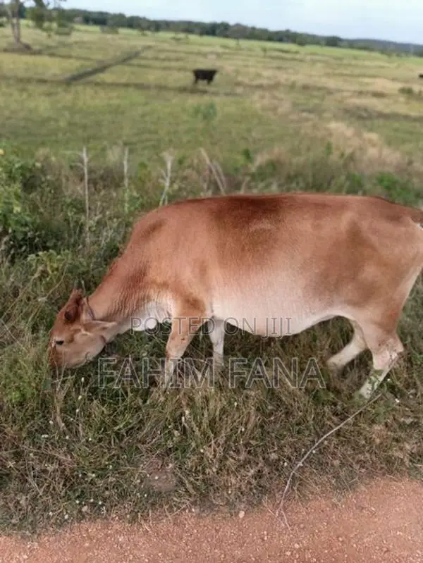 Health Farm Cow