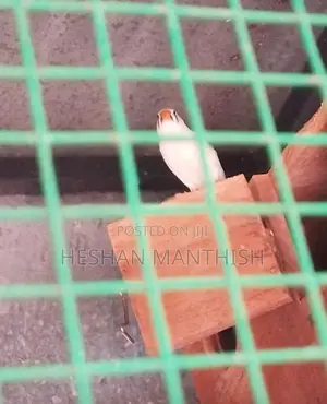 Finchers Birds