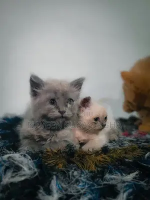 Himalayan Cat