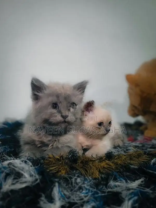 Himalayan Cat