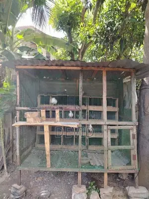 புறா கூடு