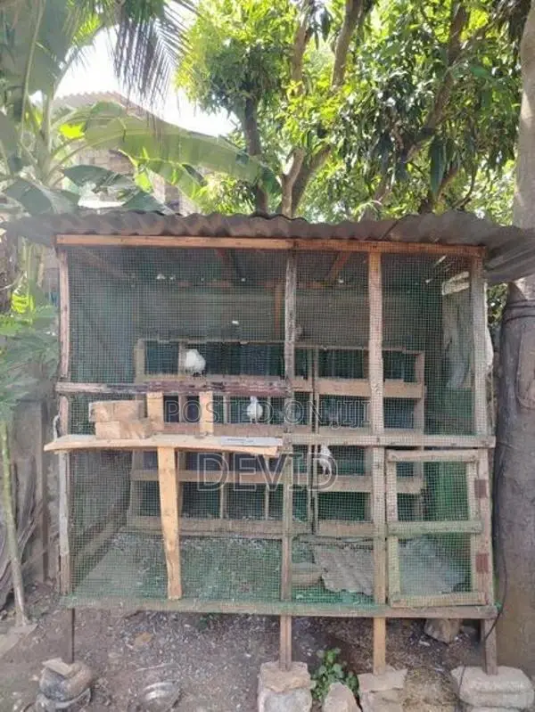 புறா கூடு