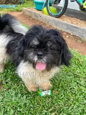Shih Tzu Puppy