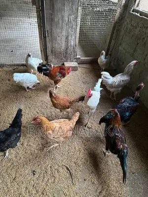 Farm Chickens