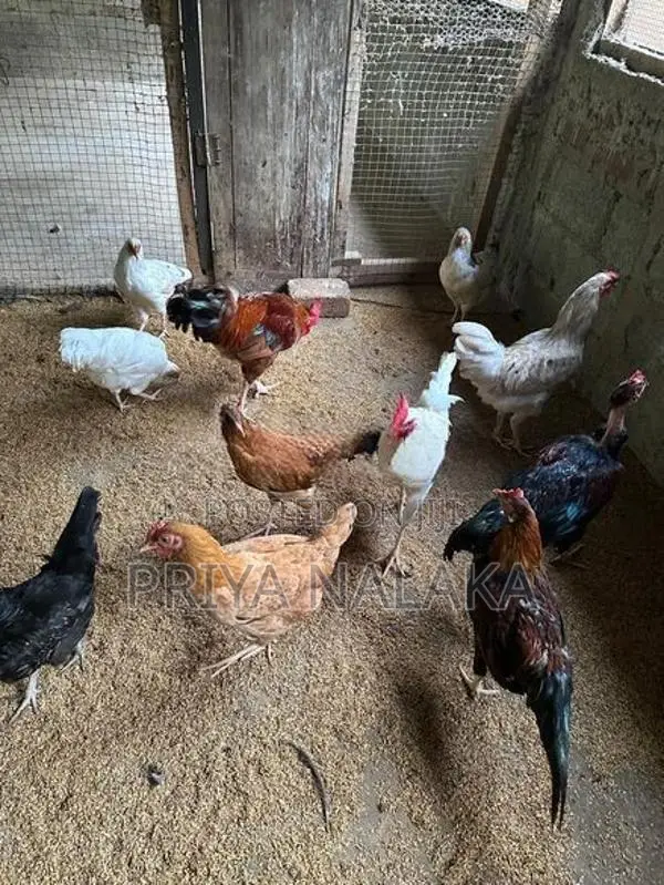 Farm Chickens