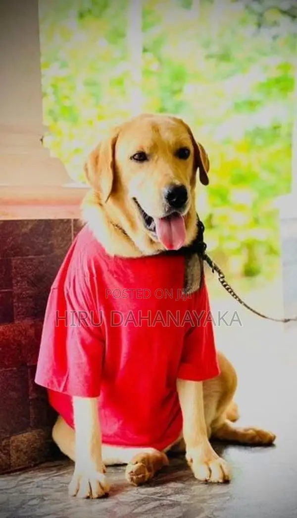 Labrador Retriever Dog