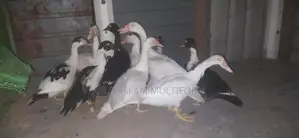 வாத்துகள்