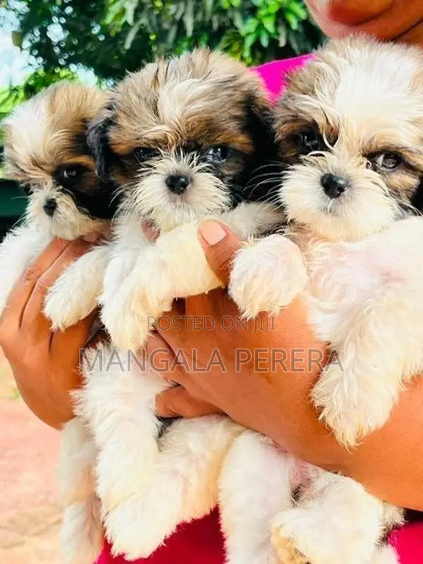 Shih Tzu Puppies