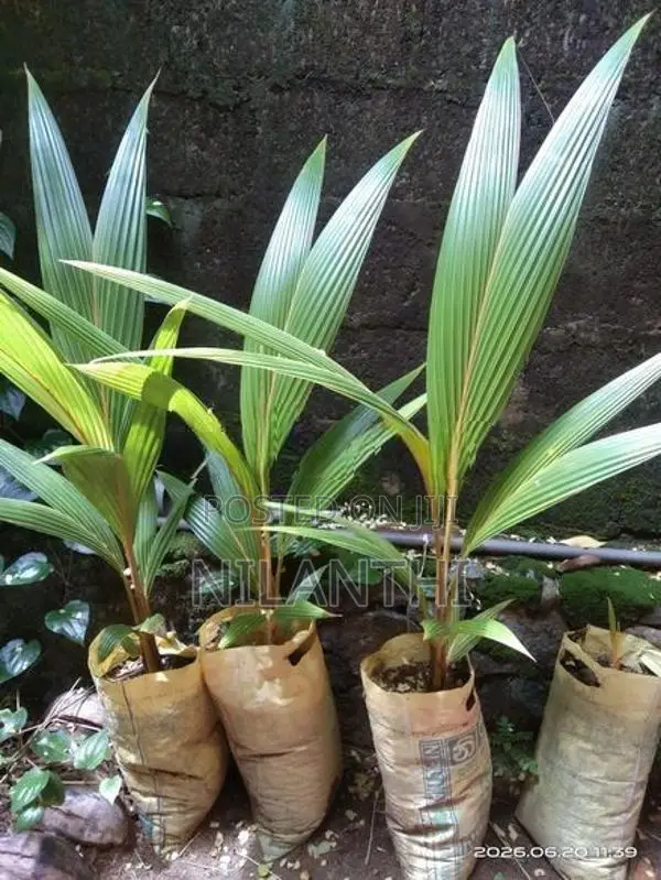 රන් තැඹිලි පැළ