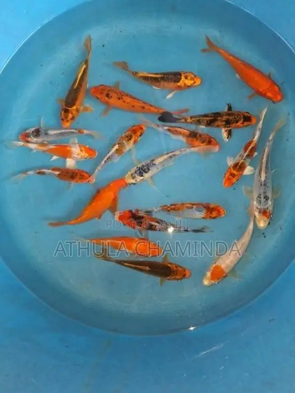 Koi Carps