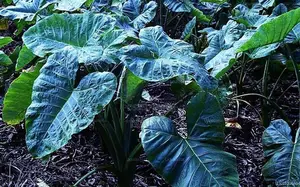 කිරි අල පැල