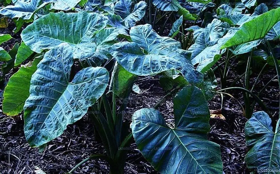 කිරි අල පැල